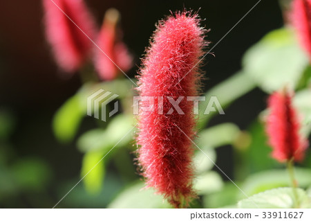 Cat tail Cat tail 33911627