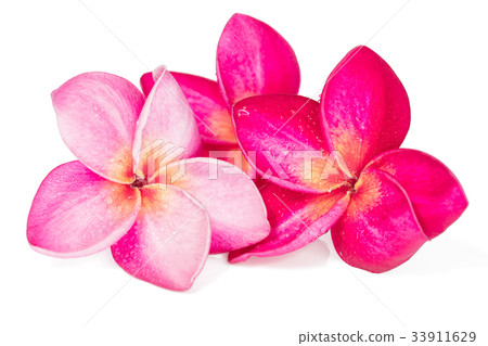Three Pink Frangipani flowers on white background 33911629