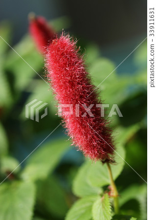 Cat tail Cat tail 33911631