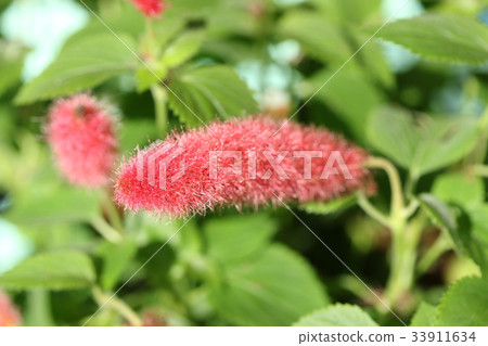 Cat tail Cat tail 33911634