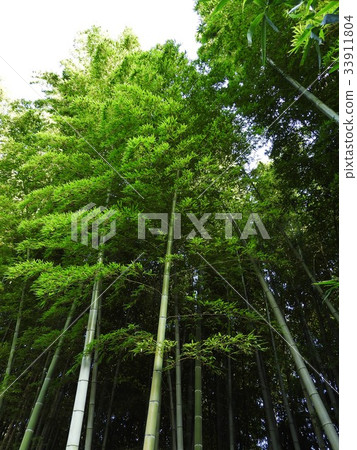 中國竹子竹筍味道鮮美。竹林涼爽,風很好。 中國竹子竹筍味道鮮美。竹林涼爽,風很好。 33911804