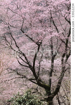 Mt Edohiganzakura Mt Edohiganzakura 33912234