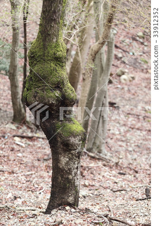 Daiba Kunagi of Mt. 33912352