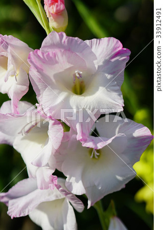 Brilliant gladiolus 33912491