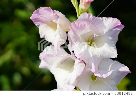 Brilliant gladiolus 33912492