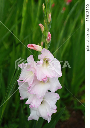 Brilliant gladiolus 33912500