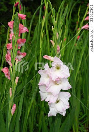 Brilliant gladiolus 33912501