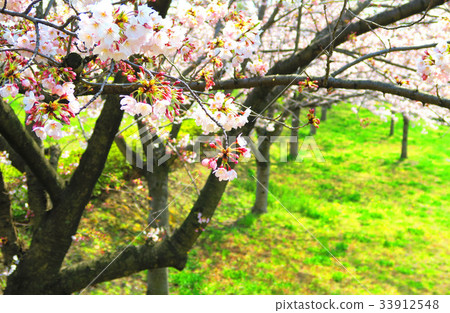 在2017年採取的小松河Senbonkakura的風景 在2017年採取的小松河Senbonkakura的風景 33912548