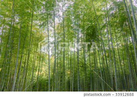 伏見Inari Taisha竹森林 33912688