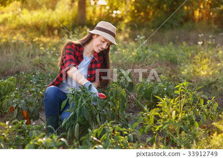 woman gardener with bell pepper 33912749