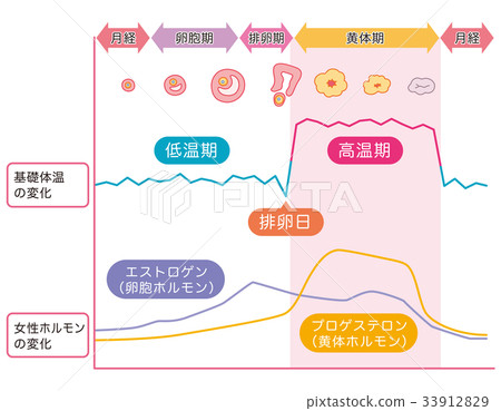 基礎體溫表基礎體溫女性荷爾蒙 33912829