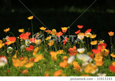 Poppy 2948 Poppy 2948 33913143