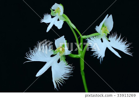 Sagisou Sagisou 33913269