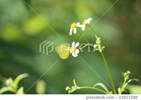多摩動物園公園昆蟲霍爾蝴蝶 照片素材 圖片 圖庫