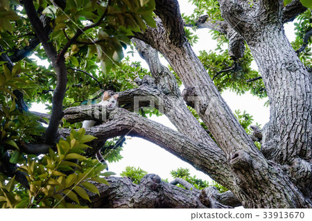 爬上Shii樹的流浪貓 33913670