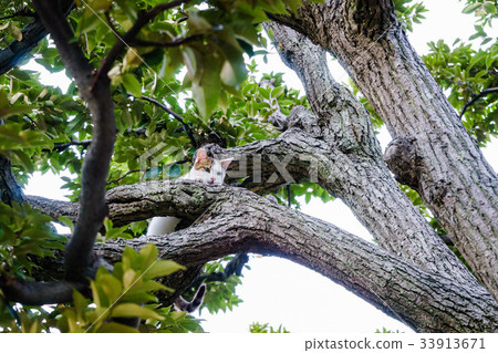 Stray Cat Climbing a Shii Tree Stray Cat Climbing a Shii Tree 33913671
