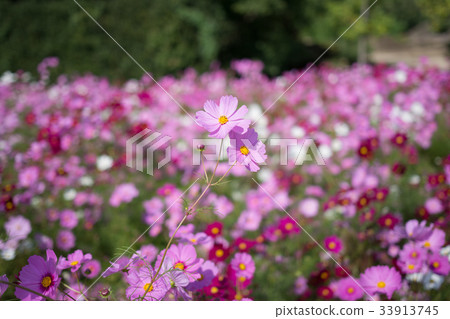 Cosmos Festival Cosmos Festival 33913745