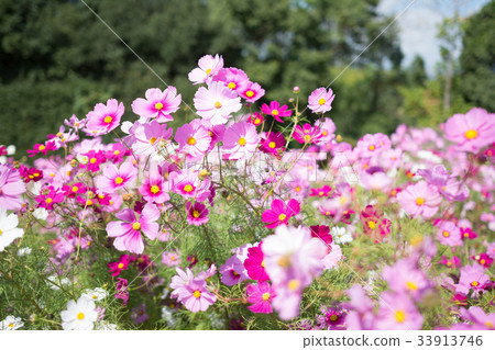 Cosmos Festival 33913746