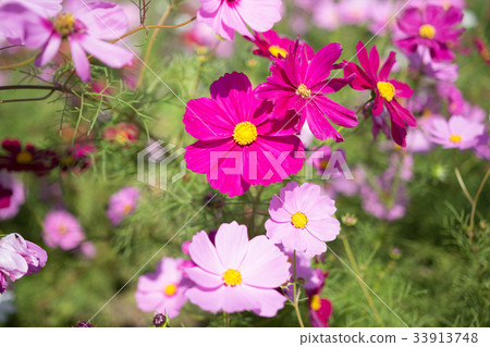 Cosmos Festival 33913748