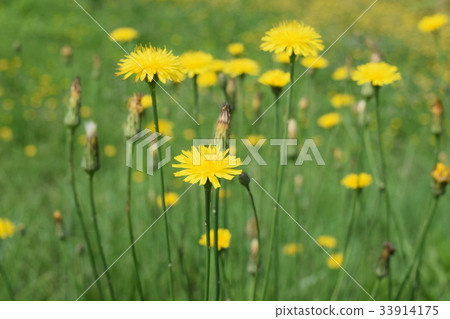 貓耳菊 貓耳菊 33914175