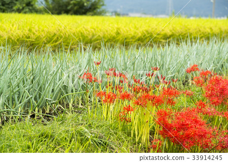 盛開的明日香群集 33914245