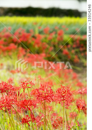 Cluster of blooming Asuka 33914246