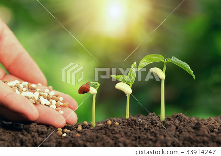 Agricultural hand nurturing fertilizer plant  33914247