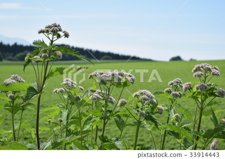 布朗eyedrybana 33914443