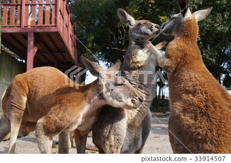 Kangaroo kiss 33914507
