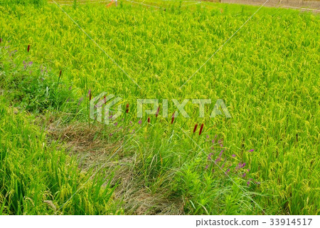 September Flowering of flowers and ears of cattails that bloom in Shinji September Flowering of flowers and ears of cattails that bloom in Shinji 33914517