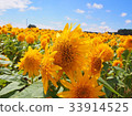 sunflower	 33914525