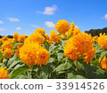 sunflower	 33914526
