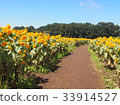 sunflower	 33914527