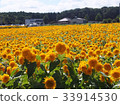 sunflower	 33914530