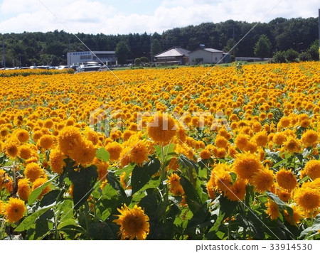 sunflower sunflower 33914530