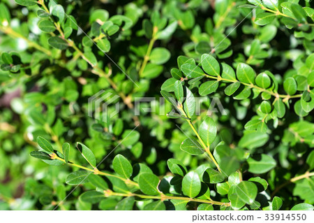 Close up green buxus leaves 33914550