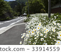 Road Flower 33914559