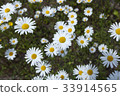 Daisy Flower 33914565