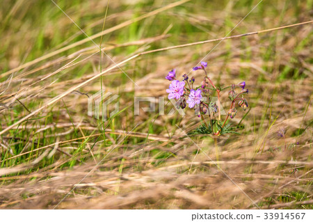 Purple flower of Geranium pratense in field 33914567