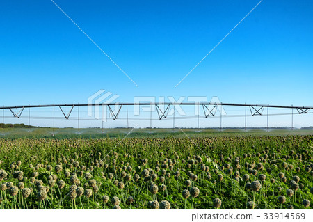 Drip irrigation system in field Drip irrigation system in field 33914569