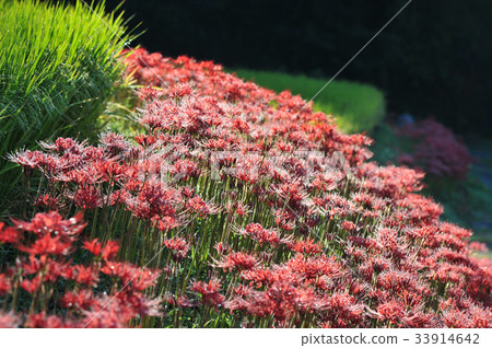 Eri山的水稻梯田 33914642