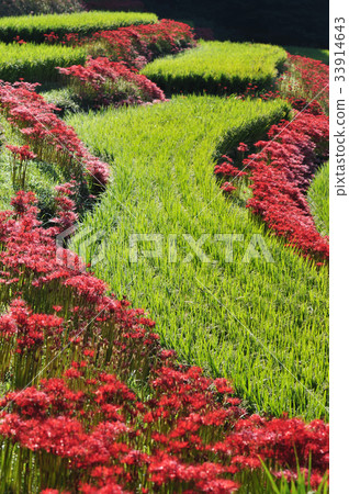 Eri山的水稻梯田 33914643