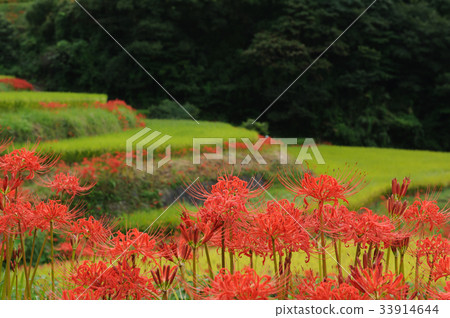 Eri山的水稻梯田 33914644