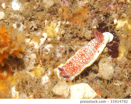 Sarasa sea cow 33914792