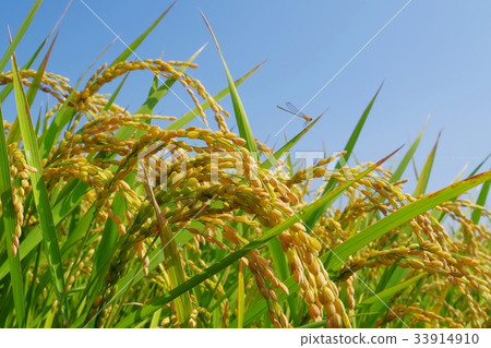 秋天訪問米和線程蜻蜓 33914910