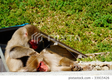 日本獼猴 日本獼猴 33915426