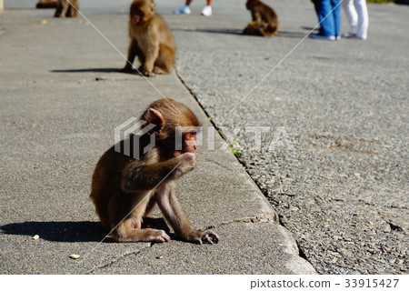 日本獼猴 33915427