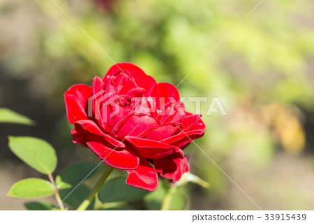 紅色玫瑰花一個輪子 33915439