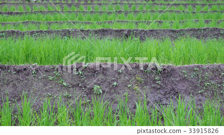Stepped rice terrace. 33915826