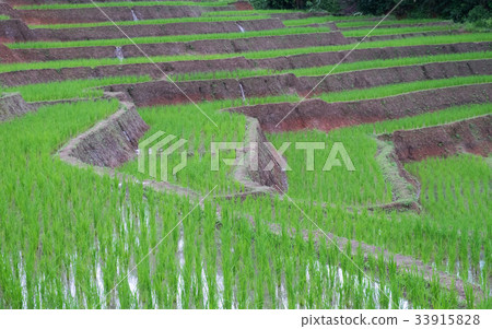 Stepped rice terrace. 33915828